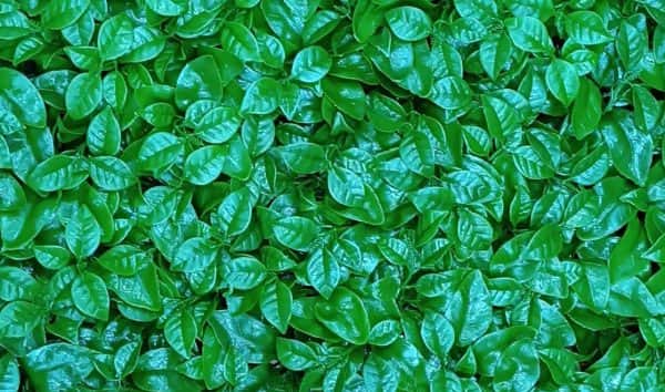 تصویر 5 از فروش گرین وال شمشادی + قیمت خرید به صرفه
